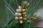 Eastern white pine